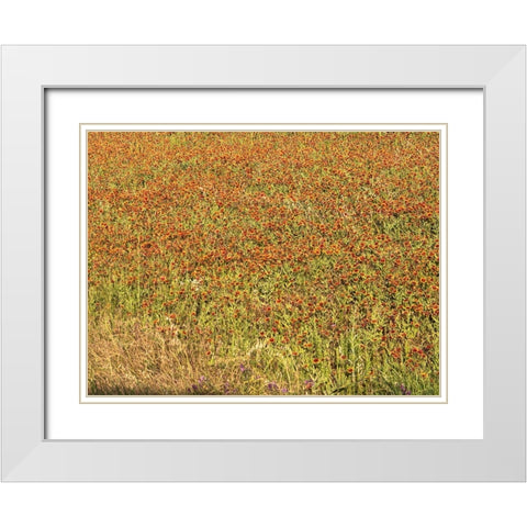 A field of wildflowers near the town of Tenton in Fannin County, TX, 2014 White Modern Wood Framed Art Print with Double Matting by Highmith, Carol