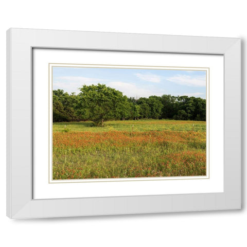 A field of wildflowers near the town of Trenton in Fannin County in Northeast Texas White Modern Wood Framed Art Print with Double Matting by Highmith, Carol
