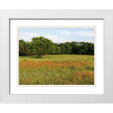A field of wildflowers near the town of Trenton in Fannin County in Northeast Texas White Modern Wood Framed Art Print with Double Matting by Highmith, Carol