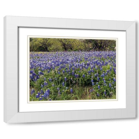 A pretty field of bluebonnets near Marble Falls, TX White Modern Wood Framed Art Print with Double Matting by Highmith, Carol