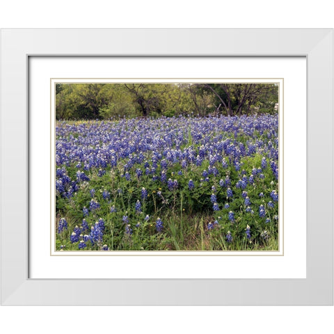 A pretty field of bluebonnets near Marble Falls, TX White Modern Wood Framed Art Print with Double Matting by Highmith, Carol