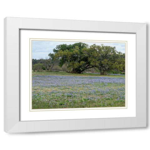 Field of bluebonnets in the Texas Hill Country, near Burnet White Modern Wood Framed Art Print with Double Matting by Highmith, Carol