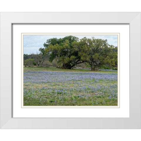 Field of bluebonnets in the Texas Hill Country, near Burnet White Modern Wood Framed Art Print with Double Matting by Highmith, Carol