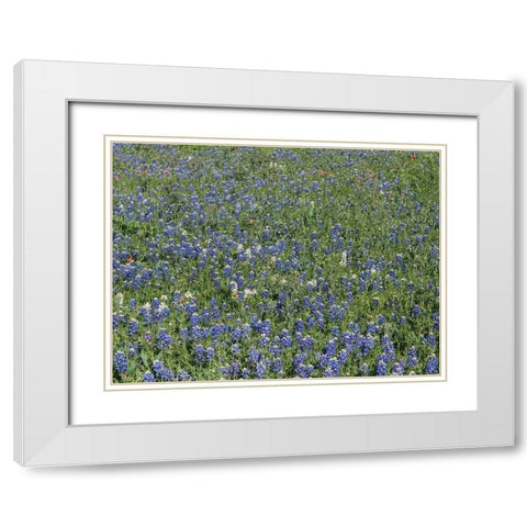 Bluebonnets, Fredericksburg, TX White Modern Wood Framed Art Print with Double Matting by Highmith, Carol