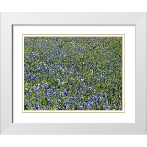 Bluebonnets, Fredericksburg, TX White Modern Wood Framed Art Print with Double Matting by Highmith, Carol