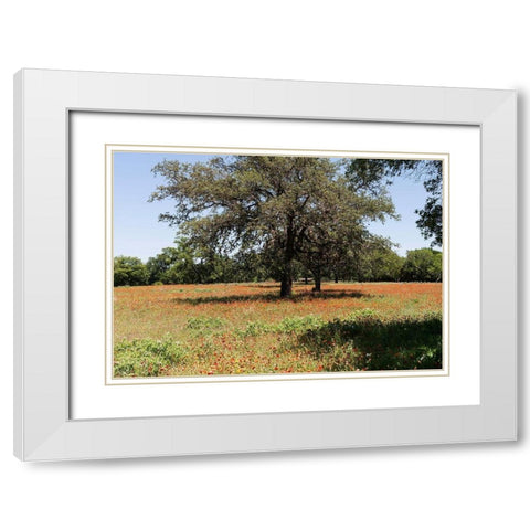 Shade trees and wildflowers on the LBJ Ranch, near Stonewall in the Texas Hill Country White Modern Wood Framed Art Print with Double Matting by Highmith, Carol
