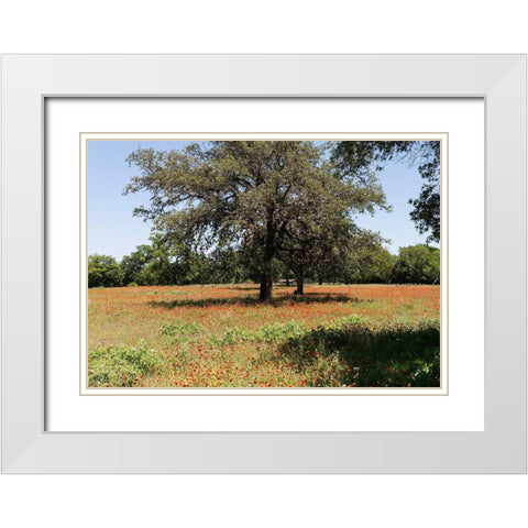 Shade trees and wildflowers on the LBJ Ranch, near Stonewall in the Texas Hill Country White Modern Wood Framed Art Print with Double Matting by Highmith, Carol