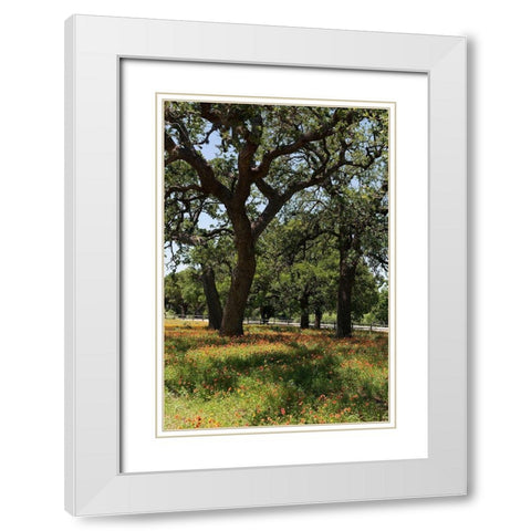 Shade trees and wildflowers on the LBJ Ranch, near Stonewall in the Texas Hill Country White Modern Wood Framed Art Print with Double Matting by Highmith, Carol