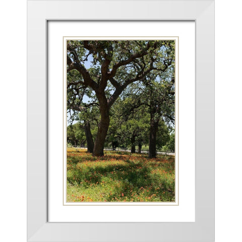 Shade trees and wildflowers on the LBJ Ranch, near Stonewall in the Texas Hill Country White Modern Wood Framed Art Print with Double Matting by Highmith, Carol