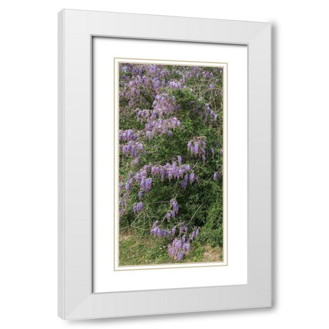 Spring flowers in Big Thicket National Preserve White Modern Wood Framed Art Print with Double Matting by Highmith, Carol