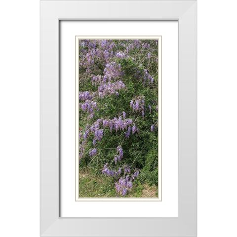 Spring flowers in Big Thicket National Preserve White Modern Wood Framed Art Print with Double Matting by Highmith, Carol