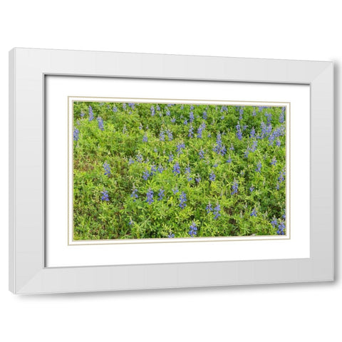Spring flowers in Big Thicket National Preserve White Modern Wood Framed Art Print with Double Matting by Highmith, Carol