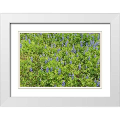 Spring flowers in Big Thicket National Preserve White Modern Wood Framed Art Print with Double Matting by Highmith, Carol
