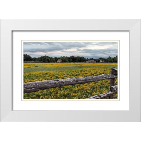 Vivid field of wildflowers in the Lyndon B. Johnson National Historical Park in Johnson City, TX White Modern Wood Framed Art Print with Double Matting by Highmith, Carol