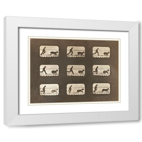 Motion Study: Man Chasing A Goat White Modern Wood Framed Art Print with Double Matting by Muybridge, Eadweard J.