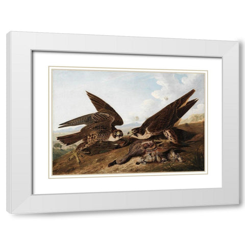 Peregrine Falcons White Modern Wood Framed Art Print with Double Matting by Audubon, John James