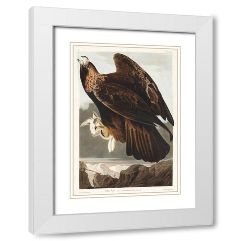 Golden Eagle White Modern Wood Framed Art Print with Double Matting by Audubon, John James