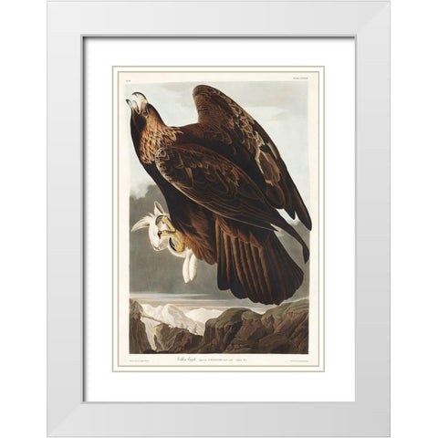 Golden Eagle White Modern Wood Framed Art Print with Double Matting by Audubon, John James