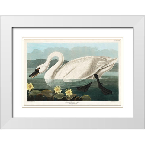 Common American Swan White Modern Wood Framed Art Print with Double Matting by Audubon, John James