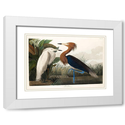Purple Heron White Modern Wood Framed Art Print with Double Matting by Audubon, John James