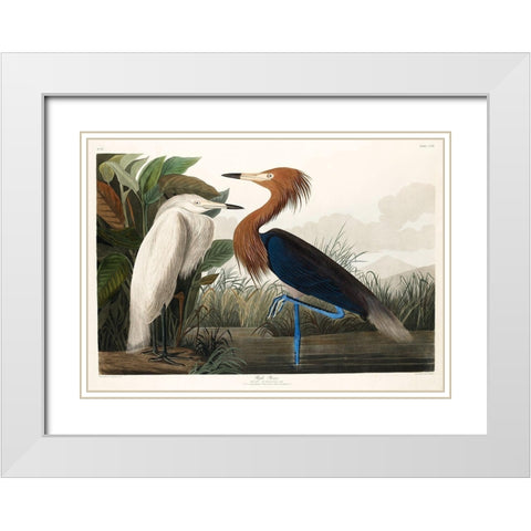 Purple Heron White Modern Wood Framed Art Print with Double Matting by Audubon, John James