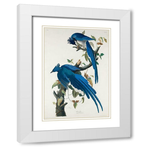 Columbia Jay White Modern Wood Framed Art Print with Double Matting by Audubon, John James
