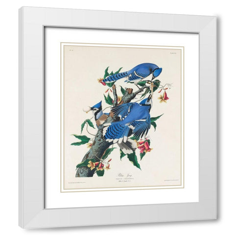 Blue Jay White Modern Wood Framed Art Print with Double Matting by Audubon, John James