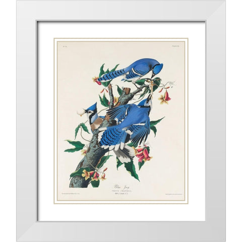 Blue Jay White Modern Wood Framed Art Print with Double Matting by Audubon, John James