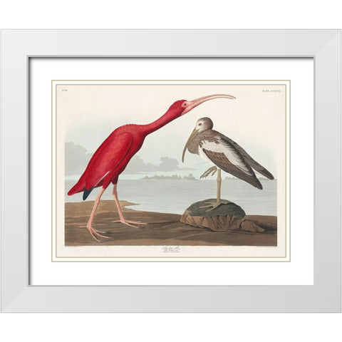 Scarlet Ibis White Modern Wood Framed Art Print with Double Matting by Audubon, John James