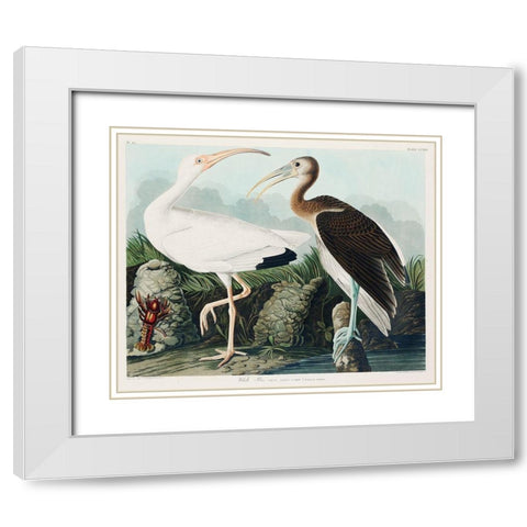 White Ibis White Modern Wood Framed Art Print with Double Matting by Audubon, John James