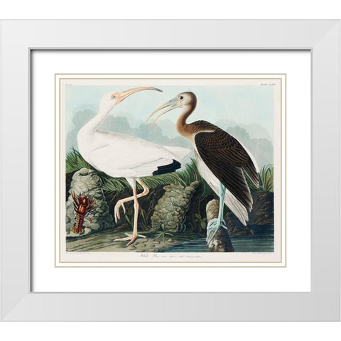 White Ibis White Modern Wood Framed Art Print with Double Matting by Audubon, John James