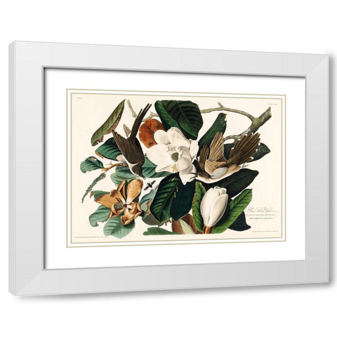 Black-billed Cuckoo White Modern Wood Framed Art Print with Double Matting by Audubon, John James