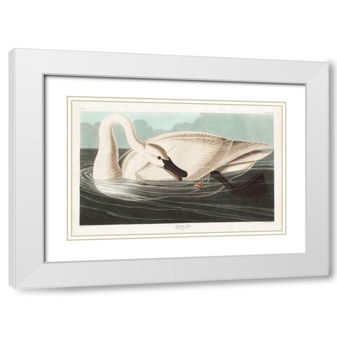 Trumpeter Swan White Modern Wood Framed Art Print with Double Matting by Audubon, John James