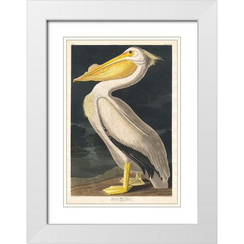 American White Pelican White Modern Wood Framed Art Print with Double Matting by Audubon, John James