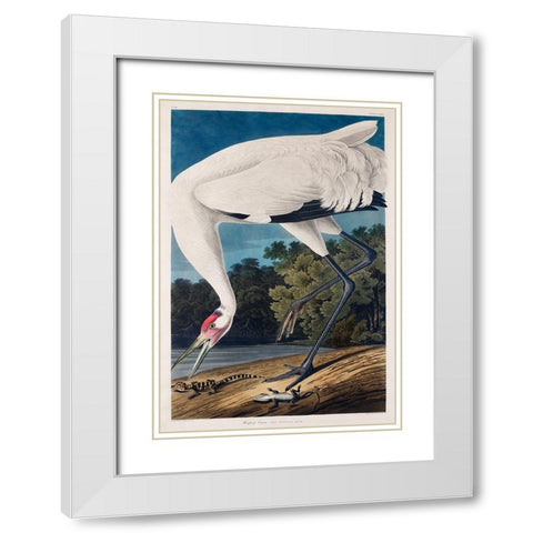 Hooping Crane White Modern Wood Framed Art Print with Double Matting by Audubon, John James