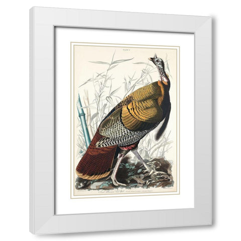 Wild Turkey or Great American Cock White Modern Wood Framed Art Print with Double Matting by Audubon, John James