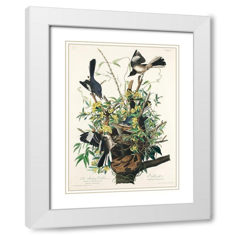 Mocking Bird White Modern Wood Framed Art Print with Double Matting by Audubon, John James