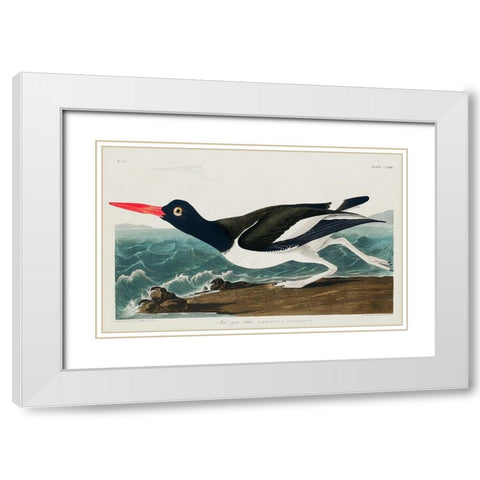 Pied oyster-catcher White Modern Wood Framed Art Print with Double Matting by Audubon, John James