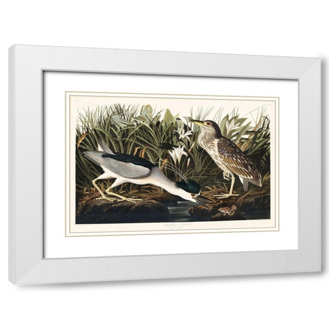 Night Heron, or Qua bird White Modern Wood Framed Art Print with Double Matting by Audubon, John James