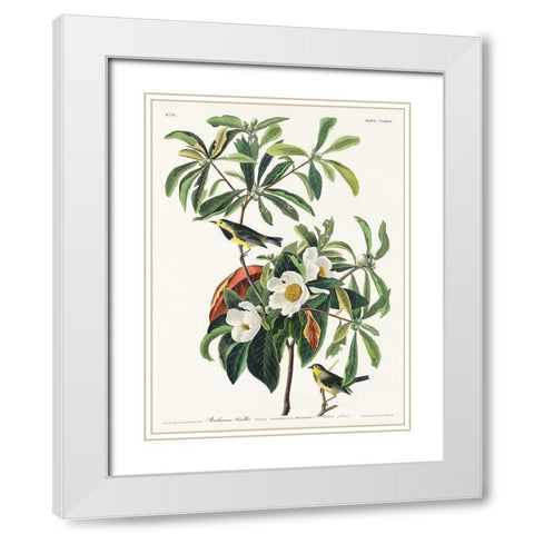 Bachmans Warbler White Modern Wood Framed Art Print with Double Matting by Audubon, John James