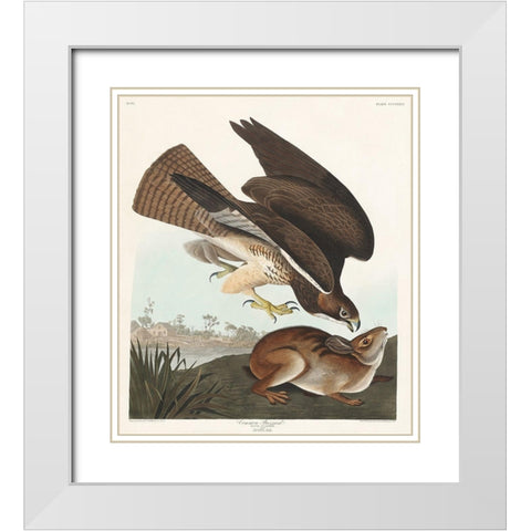 Common BuzzardÂ  White Modern Wood Framed Art Print with Double Matting by Audubon, John James