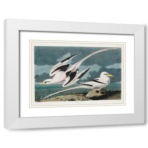 Tropic Bird White Modern Wood Framed Art Print with Double Matting by Audubon, John James