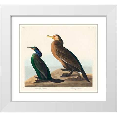 Violet-green Cormorant and Townsends Cormorant White Modern Wood Framed Art Print with Double Matting by Audubon, John James