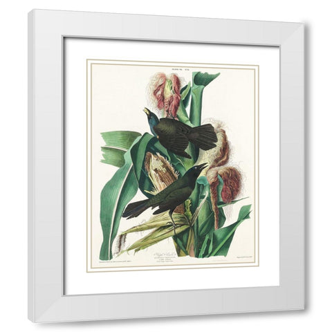 Purple Grakle or Common Crow Blackbird White Modern Wood Framed Art Print with Double Matting by Audubon, John James