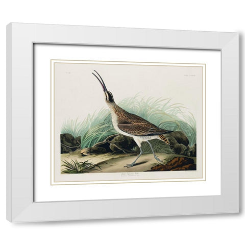 Hudsonian Curlew White Modern Wood Framed Art Print with Double Matting by Audubon, John James