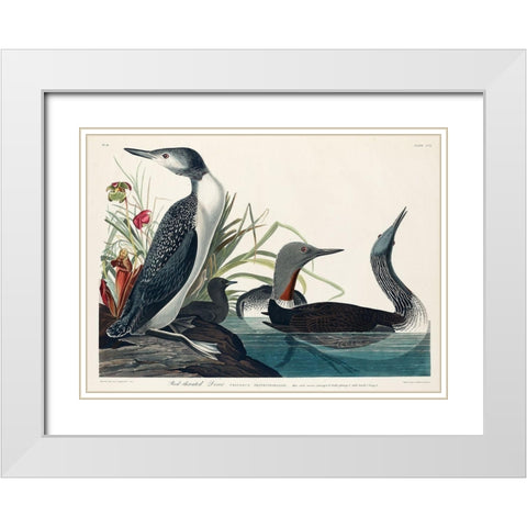 Red-Throated Diver White Modern Wood Framed Art Print with Double Matting by Audubon, John James