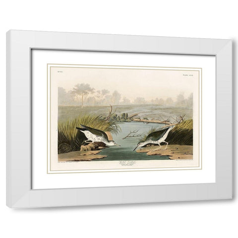 Spotted Sandpiper White Modern Wood Framed Art Print with Double Matting by Audubon, John James