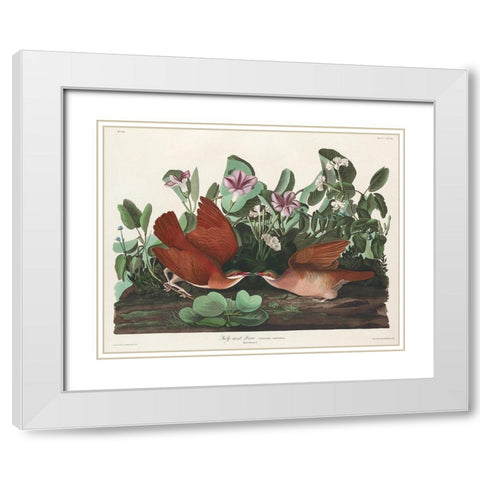 Key-west Dove White Modern Wood Framed Art Print with Double Matting by Audubon, John James