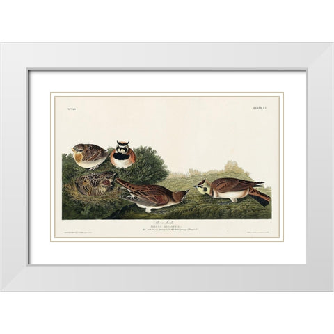 Shore Lark White Modern Wood Framed Art Print with Double Matting by Audubon, John James