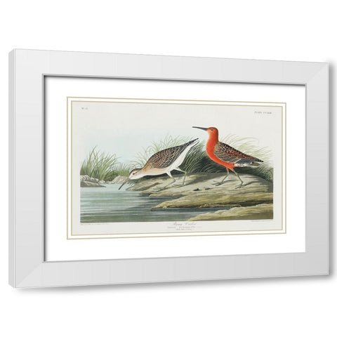 Pigmy curlew White Modern Wood Framed Art Print with Double Matting by Audubon, John James